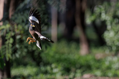 bird