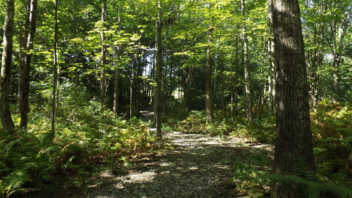 Trees in forest