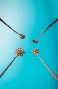 Low angle view of flowering plant against blue sky