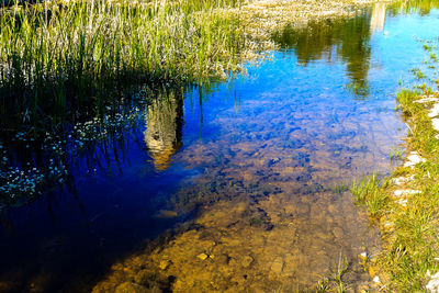Reflection of trees in lake