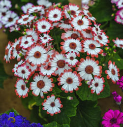 Close-up of flowers blooming outdoors