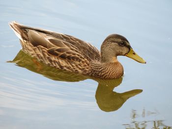 Close-up of duck swimming in lake