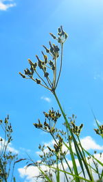 Low angle view of plants against blue sky