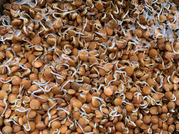 Full frame shot of mushrooms