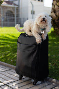 Dog on seat against plants