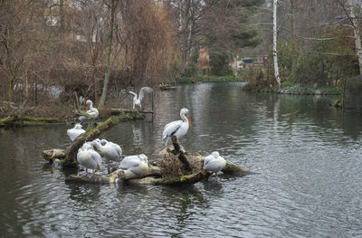 Swans swimming in lake