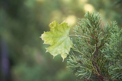 Close-up of plant growing outdoors