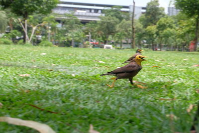 Side view of bird perching on wood