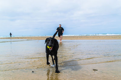 Man coming towards black dog with tennis ball in mouth at beach