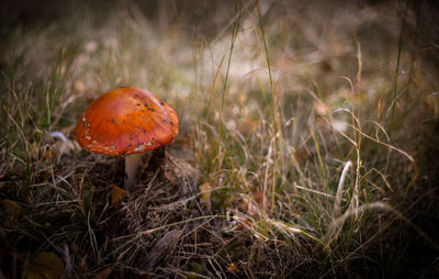 Red fall mushroom