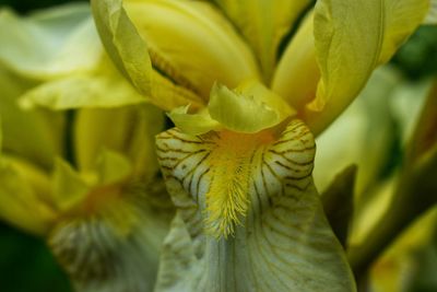 Close-up of yellow flowering plant