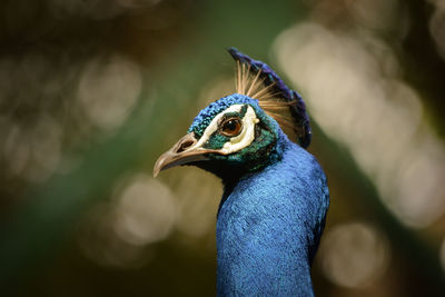 Close-up of peacock