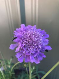 Close-up of purple flowering plant