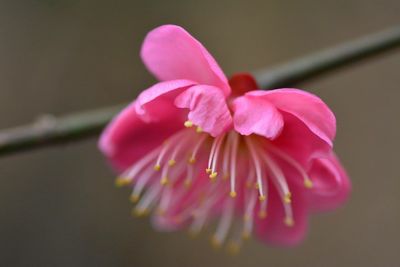 Close-up of pink flower