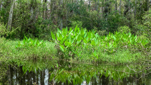 Scenic view of lake in forest