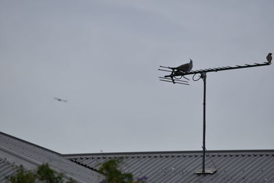 Low angle view of bird flying against clear sky