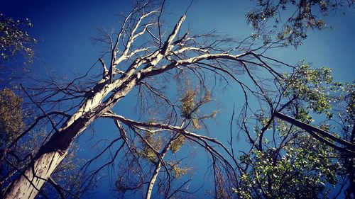 Low angle view of tree against sky