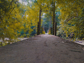 Surface level of road amidst trees in forest