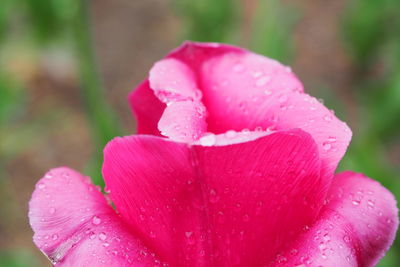 Close-up of wet pink rose flower