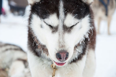 Husky dog portrait