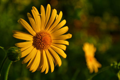 Close-up of yellow flower