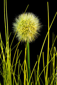 Close-up of dandelion on field