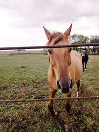 Horse in field against sky