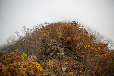 Trees in forest during autumn against sky