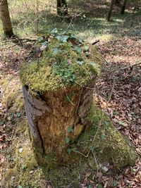 Mushrooms growing on tree stump in forest