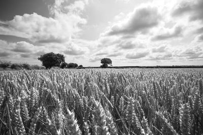 View of stalks in field against cloudy sky