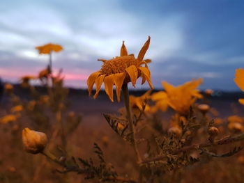 Close-up of yellow flowers against sky during sunset