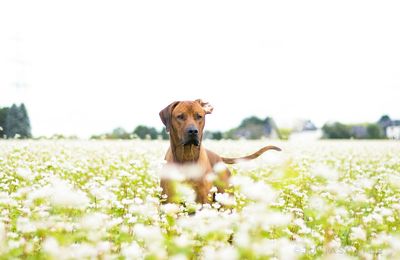 View of a dog on landscape