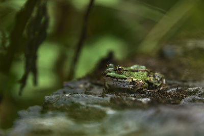 Close-up of frog