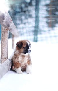 Dog sitting in snow