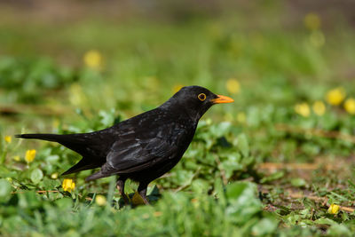 Close-up of bird perching on a land