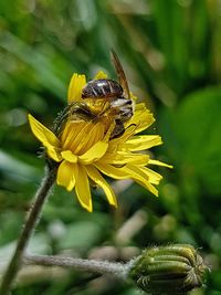 Close-up of insect on yellow flower