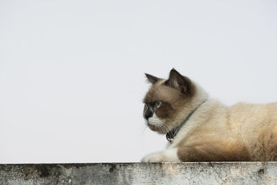 Close-up of a cat looking away against wall