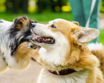 Playful spotted australian shepherd and petit corgi playing in summer city park