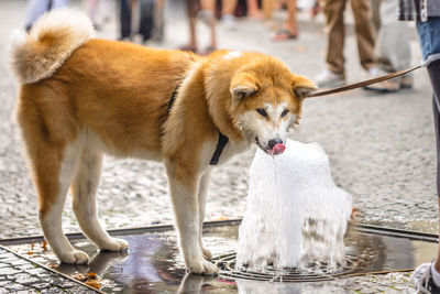 Close-up of dog