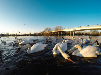 View of swans swimming in lake