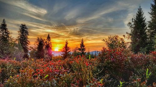 Plants and trees against sky during sunset