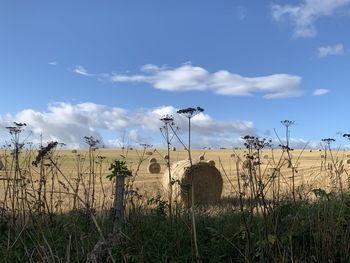 Autumnal field with blue sky and hay stacks and soft clouds.