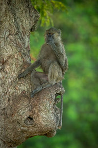 Olive baboon sits in tree covering mouth