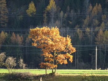 Trees on field during autumn