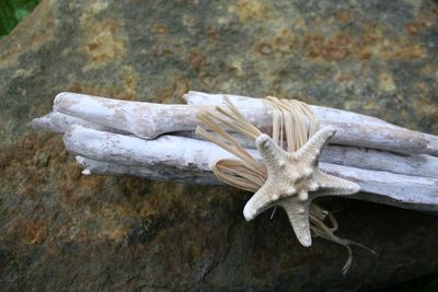 Close-up of lizard