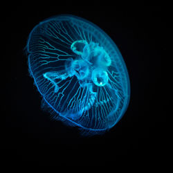 Close-up of jellyfish against blue background