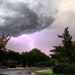 Storm clouds over trees