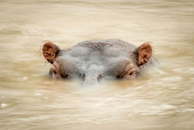 Hippo head surrounded by blurred river water