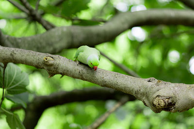 Bird perching on branch