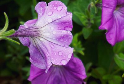 Close-up of wet purple iris blooming outdoors